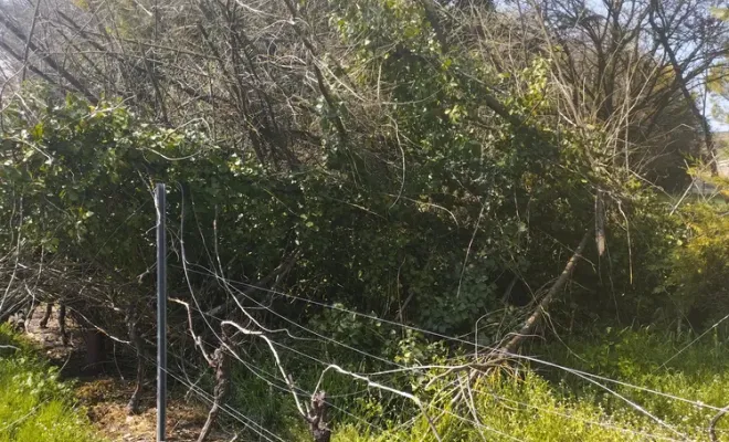 Nettoyage et abattage d'arbres sur barbezieux Saint-Hilaire, Barbezieux-Saint-Hilaire, PASSION FLEUR ET GAZON