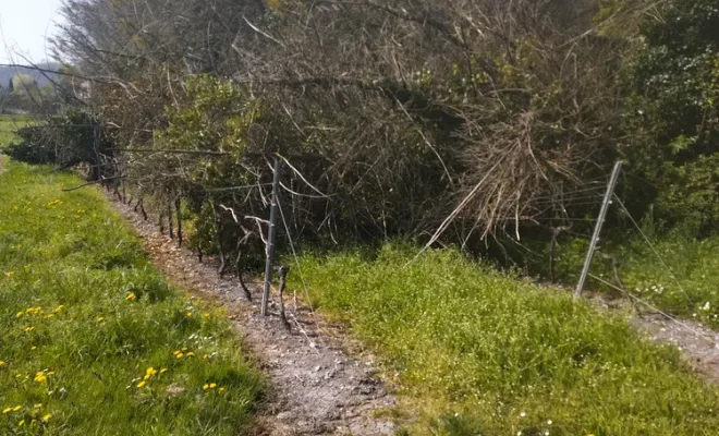 Nettoyage et abattage d'arbres sur barbezieux Saint-Hilaire, Barbezieux-Saint-Hilaire, PASSION FLEUR ET GAZON