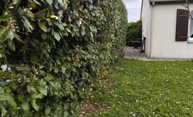 Taille et rabattage d'une haie sur Jarnac, Barbezieux-Saint-Hilaire, PASSION FLEUR ET GAZON
