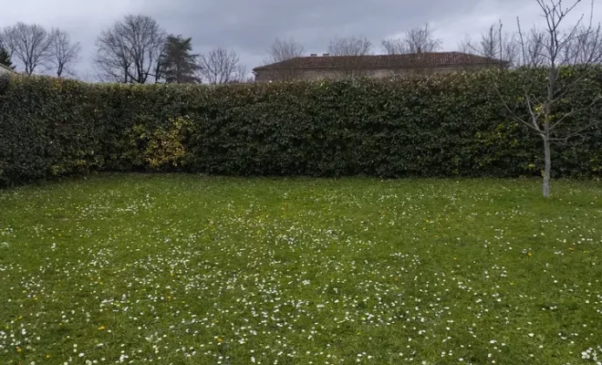 Taille et rabattage d'une haie sur Jarnac, Barbezieux-Saint-Hilaire, PASSION FLEUR ET GAZON