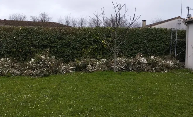 Taille et rabattage d'une haie sur Jarnac, Barbezieux-Saint-Hilaire, PASSION FLEUR ET GAZON