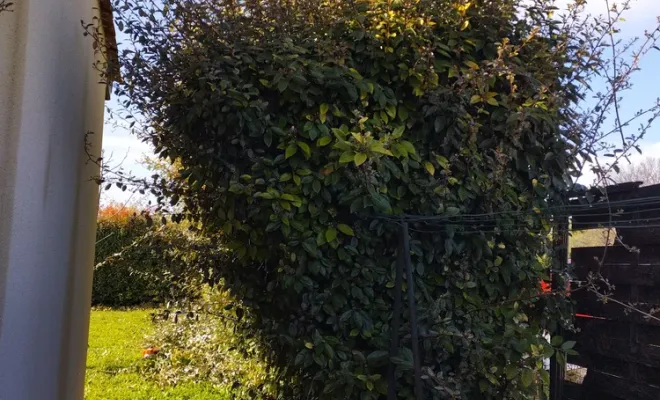 Taille et rabattage d'une haie sur Jarnac, Barbezieux-Saint-Hilaire, PASSION FLEUR ET GAZON