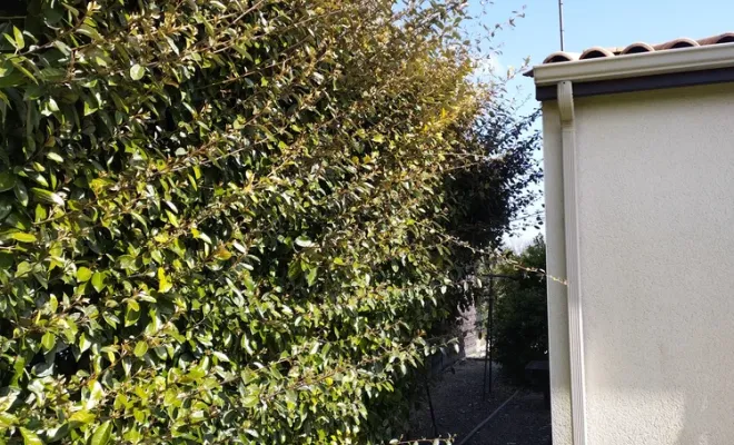 Taille et rabattage d'une haie sur Jarnac, Barbezieux-Saint-Hilaire, PASSION FLEUR ET GAZON