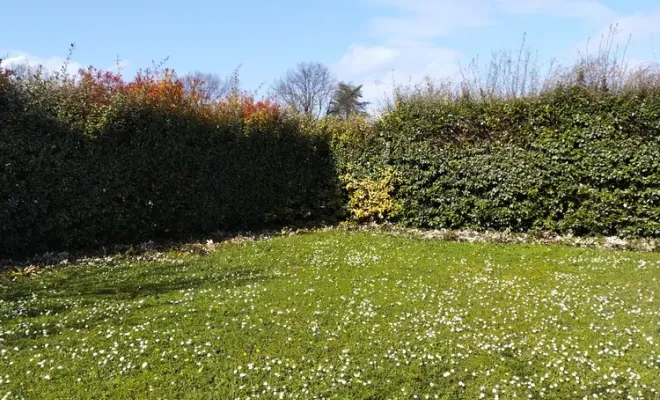 Taille et rabattage d'une haie sur Jarnac, Barbezieux-Saint-Hilaire, PASSION FLEUR ET GAZON