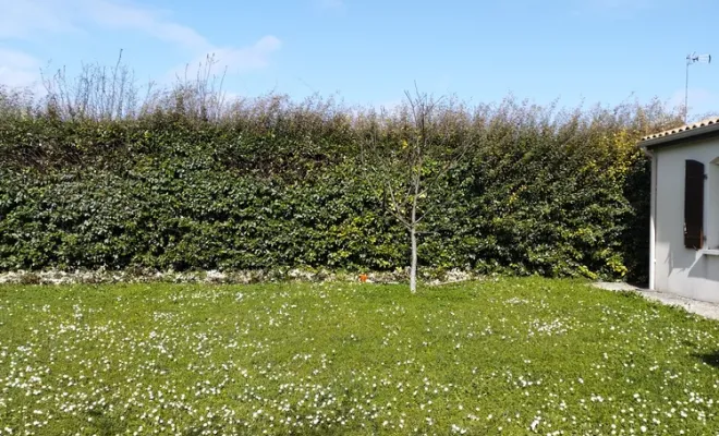 Taille et rabattage d'une haie sur Jarnac, Barbezieux-Saint-Hilaire, PASSION FLEUR ET GAZON