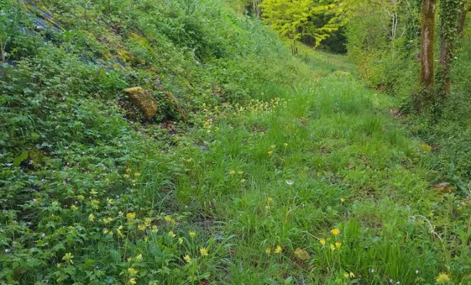 Débroussaillage d'un talus sur Angoulême, Barbezieux-Saint-Hilaire, PASSION FLEUR ET GAZON