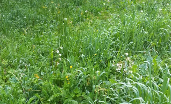 Débroussaillage d'un talus sur Angoulême, Barbezieux-Saint-Hilaire, PASSION FLEUR ET GAZON