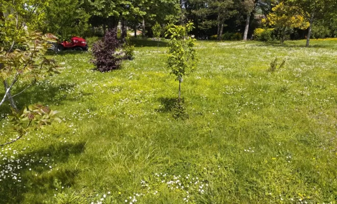 Entretiens de parcs, Barbezieux-Saint-Hilaire, PASSION FLEUR ET GAZON