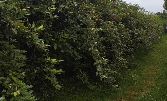 Taille d'un haie à Châteauneuf sur Charente , Barbezieux-Saint-Hilaire, PASSION FLEUR ET GAZON