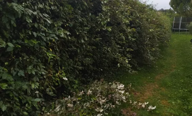 Taille d'un haie à Châteauneuf sur Charente , Barbezieux-Saint-Hilaire, PASSION FLEUR ET GAZON