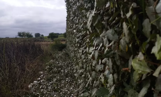Taille d'un haie à Châteauneuf sur Charente , Barbezieux-Saint-Hilaire, PASSION FLEUR ET GAZON