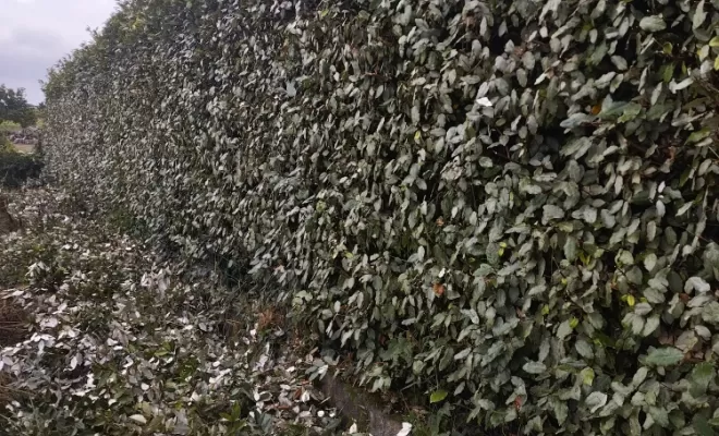 Taille d'un haie à Châteauneuf sur Charente , Barbezieux-Saint-Hilaire, PASSION FLEUR ET GAZON