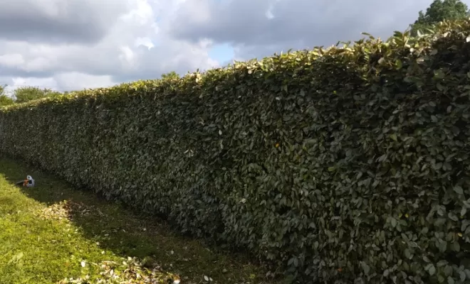 Taille d'un haie à Châteauneuf sur Charente , Barbezieux-Saint-Hilaire, PASSION FLEUR ET GAZON