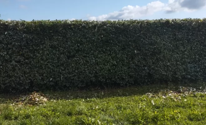 Taille d'un haie à Châteauneuf sur Charente , Barbezieux-Saint-Hilaire, PASSION FLEUR ET GAZON