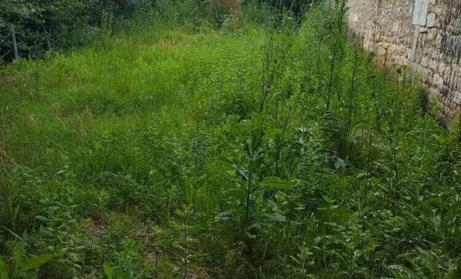 Entretien d'espaces verts, paysagiste, Barbezieux-Saint-Hilaire, PASSION FLEUR ET GAZON