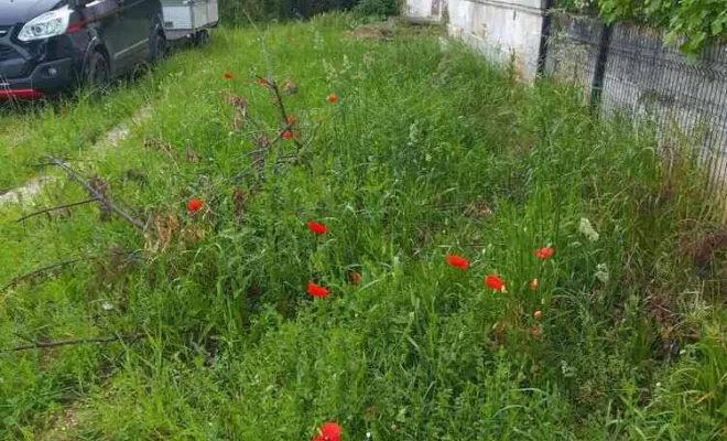 Entretien d'espaces verts, paysagiste, Barbezieux-Saint-Hilaire, PASSION FLEUR ET GAZON