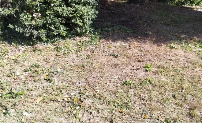 Entretien de parcs et jardins , Barbezieux-Saint-Hilaire, PASSION FLEUR ET GAZON