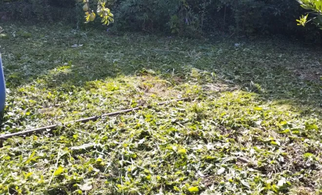 Entretien de parcs et jardins , Barbezieux-Saint-Hilaire, PASSION FLEUR ET GAZON