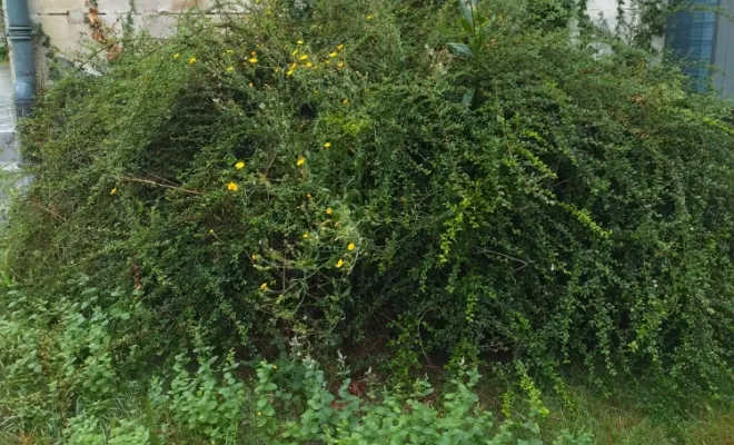 Taille , Barbezieux-Saint-Hilaire, PASSION FLEUR ET GAZON