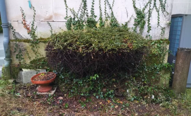 Taille , Barbezieux-Saint-Hilaire, PASSION FLEUR ET GAZON