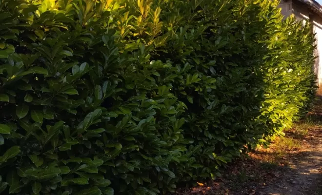 Taille et rabattage de haie à Archiac , Barbezieux-Saint-Hilaire, PASSION FLEUR ET GAZON