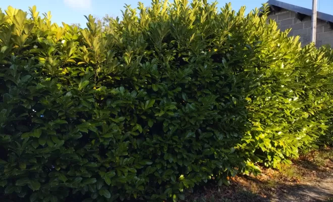 Taille et rabattage de haie à Archiac , Barbezieux-Saint-Hilaire, PASSION FLEUR ET GAZON