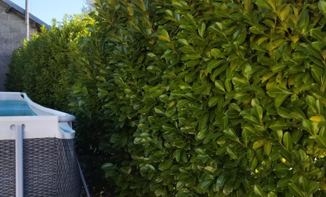 Taille et rabattage de haie à Archiac , Barbezieux-Saint-Hilaire, PASSION FLEUR ET GAZON