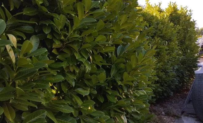 Taille et rabattage de haie à Archiac , Barbezieux-Saint-Hilaire, PASSION FLEUR ET GAZON