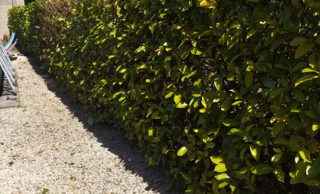 Taille et rabattage de haie à Archiac , Barbezieux-Saint-Hilaire, PASSION FLEUR ET GAZON