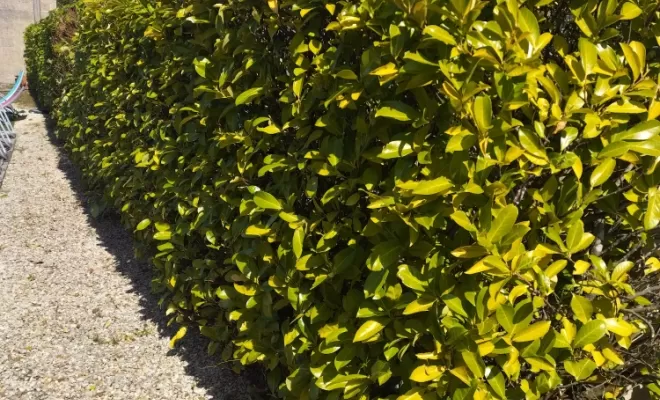 Taille et rabattage de haie à Archiac , Barbezieux-Saint-Hilaire, PASSION FLEUR ET GAZON