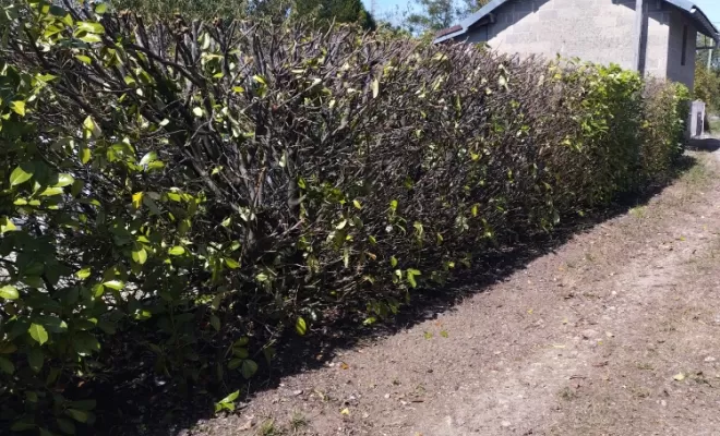 Taille et rabattage de haie à Archiac , Barbezieux-Saint-Hilaire, PASSION FLEUR ET GAZON
