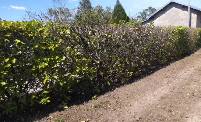 Taille et rabattage de haie à Archiac , Barbezieux-Saint-Hilaire, PASSION FLEUR ET GAZON