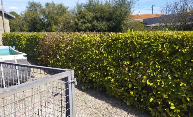 Taille et rabattage de haie à Archiac , Barbezieux-Saint-Hilaire, PASSION FLEUR ET GAZON