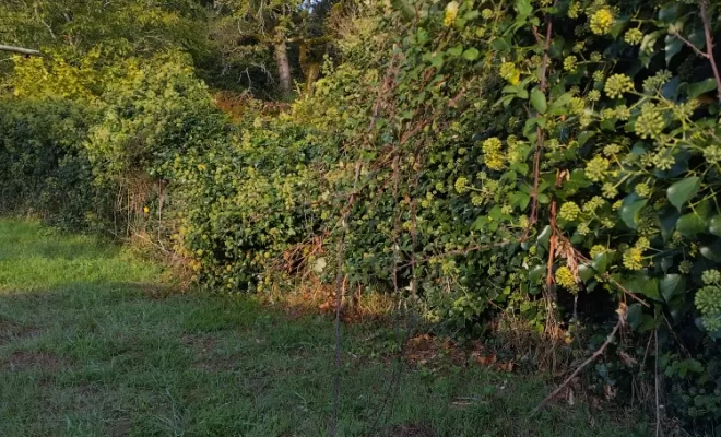 Taille de lierre , Barbezieux-Saint-Hilaire, PASSION FLEUR ET GAZON