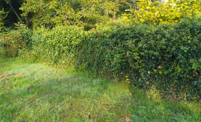 Taille de lierre , Barbezieux-Saint-Hilaire, PASSION FLEUR ET GAZON