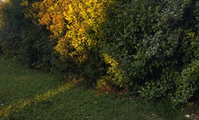 Taille et entretien d'arbres , Barbezieux-Saint-Hilaire, PASSION FLEUR ET GAZON