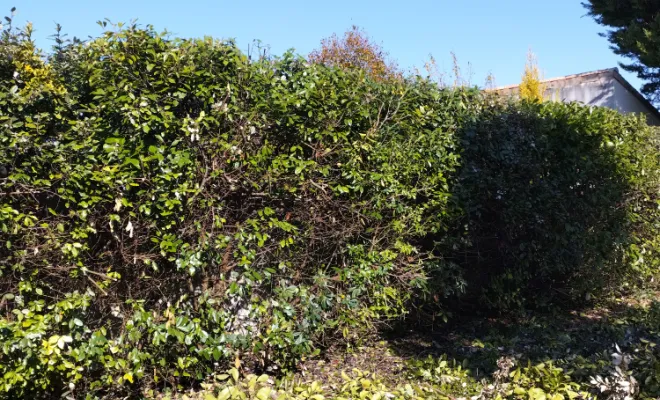 Taille et entretien d'arbres , Barbezieux-Saint-Hilaire, PASSION FLEUR ET GAZON