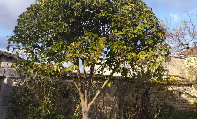 Taille et entretien d'arbres , Barbezieux-Saint-Hilaire, PASSION FLEUR ET GAZON